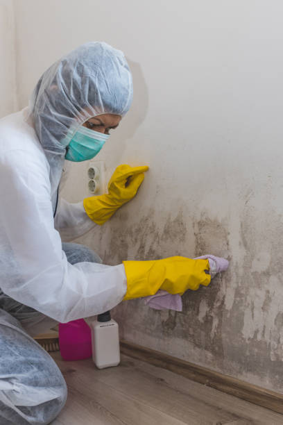 Best Water Damage & Mold Remediation  in Ripley, OH